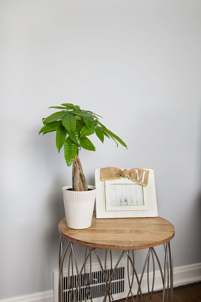 Best Plants for College Kids